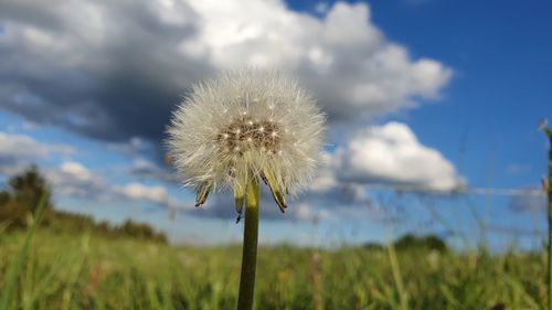 Close-up of dandelion on field against sky