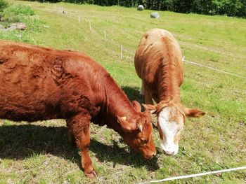 Cow grazing in a field