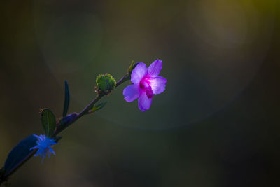 Close-up of purple flowers blooming outdoors