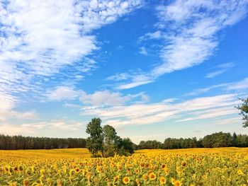 Scenic view of yellow flower field against sky