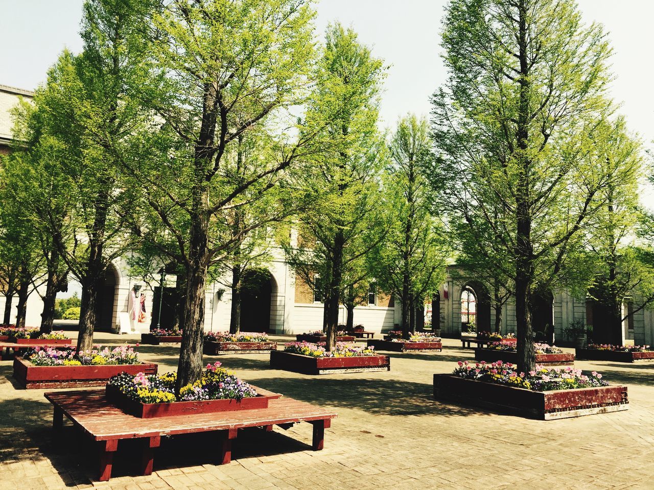 tree, bench, chair, building exterior, clear sky, built structure, growth, architecture, absence, empty, sunlight, shadow, relaxation, day, sky, park - man made space, seat, table, outdoors, nature