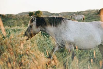 Side view of horse on field