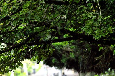 View of trees in forest