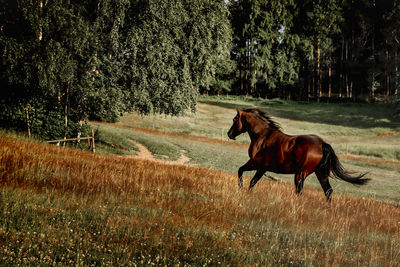 Side view of horse running on field
