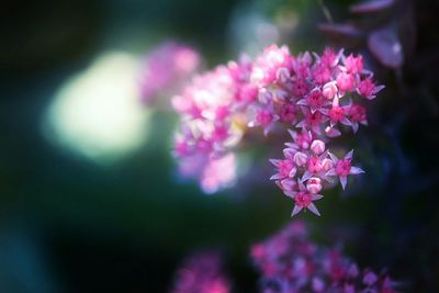 Close-up of tiny pink flowers