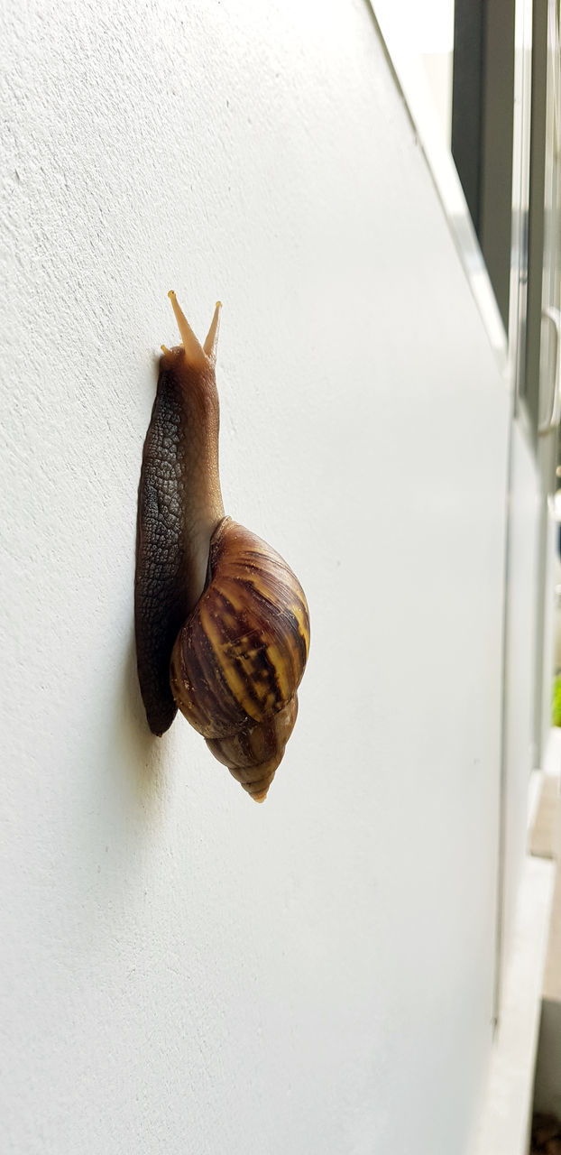 SNAIL ON WALL