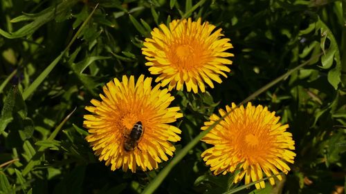 Close-up of honey bee on yellow flower