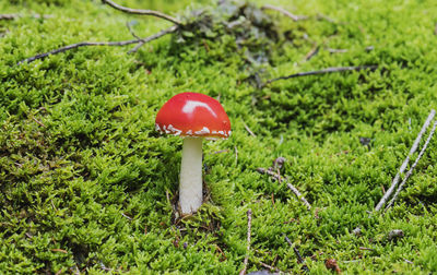 Close-up of red mushroom growing on field
