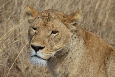 Close-up of a lion