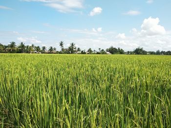 Scenic view of agricultural field against sky