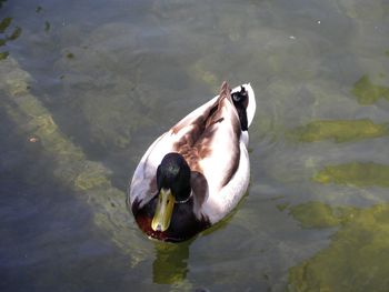 High angle view of duck swimming in lake