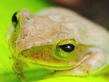 Close-up of green frog on leaf