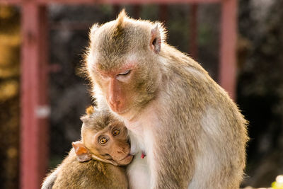 Close-up of monkeys