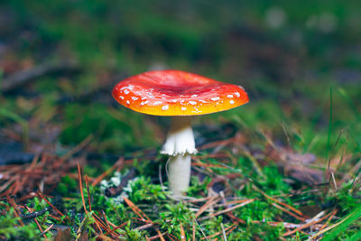 Close-up of fly agaric mushroom on field