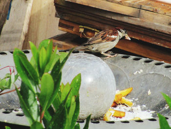 Close-up of bird on wood