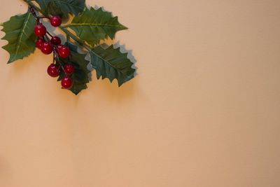 Close-up of berries against white background