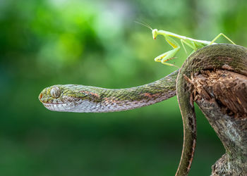 Close-up of snake