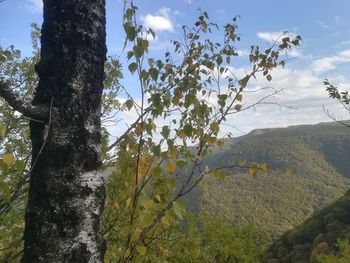 Scenic view of tree and mountains against sky