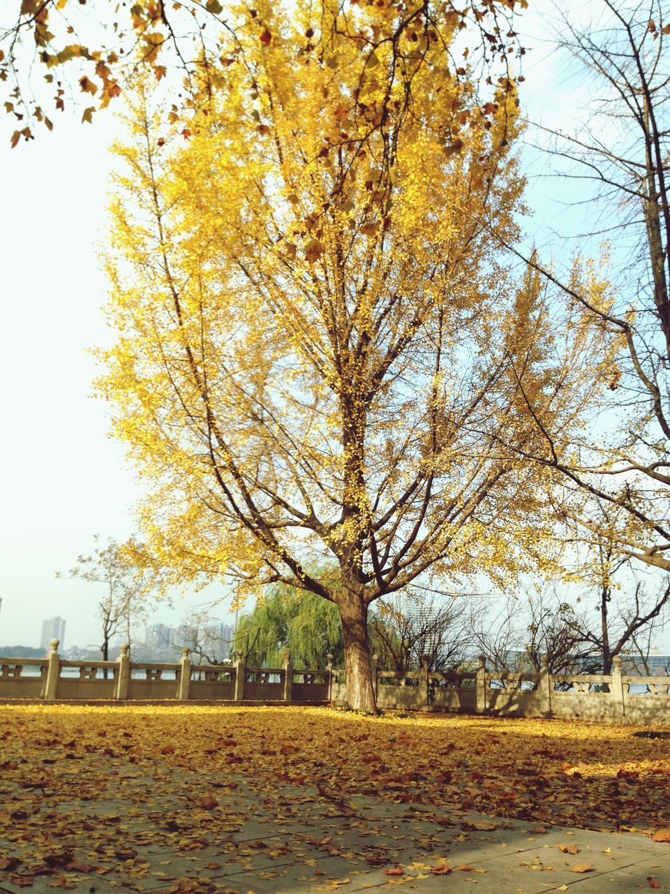 tree, autumn, change, branch, season, tranquility, nature, yellow, growth, beauty in nature, clear sky, park - man made space, field, tranquil scene, tree trunk, bare tree, landscape, leaf, day, scenics