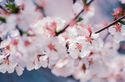 Close-up of cherry blossom