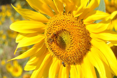 Close-up of sunflower