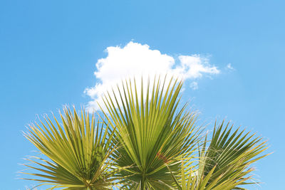 Low angle view of palm tree against blue sky