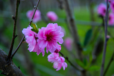 Close-up of pink flowers blooming outdoors