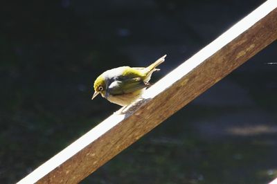 Close-up of bird perching on wood