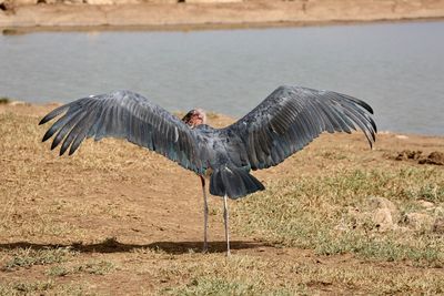 Birds on shore