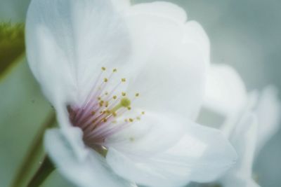 Close-up of white flower