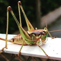 Close-up of grasshopper