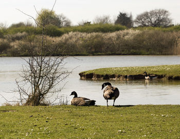 View of birds on lakeshore