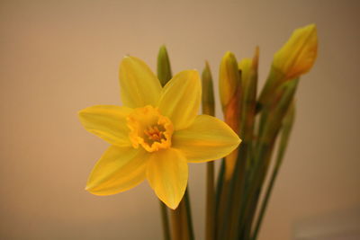 Close-up of yellow flower blooming against gray background