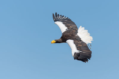 Close up of a stellers sea eagle flying in a falconry demonstration.