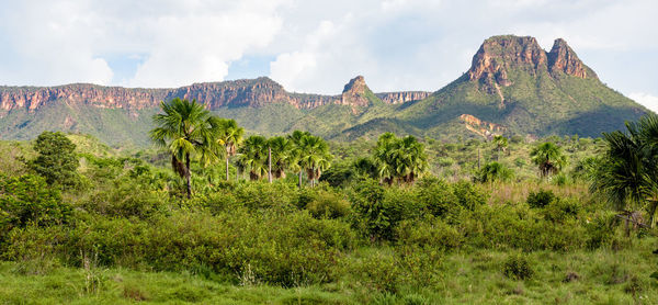 Panoramic view of trees on landscape against sky