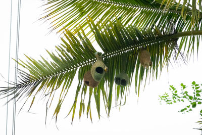 Low angle view of palm leaf