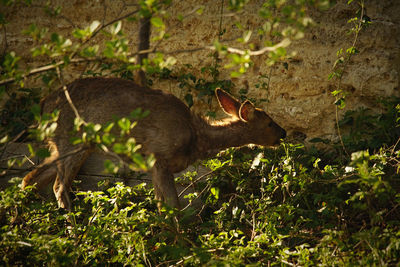 View of an animal on land