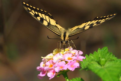 Close-up of butterfly pollinating on pink flower