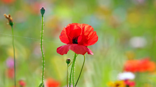 Close-up of red poppy blooming outdoors