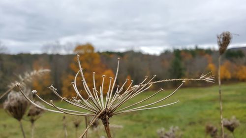 Close-up of wilted plant on field against sky