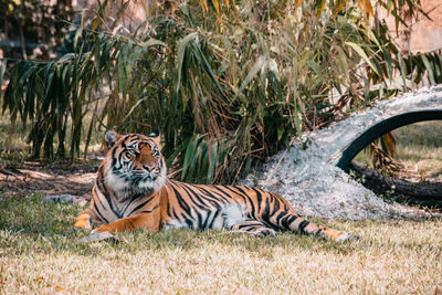 Portrait of tiger in grass