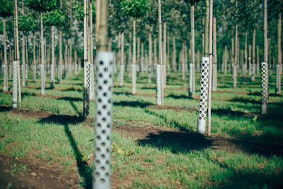 View of young trees in tree nursery