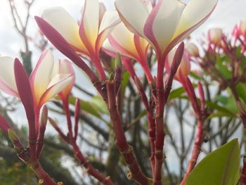 Close-up of flowers against blurred background