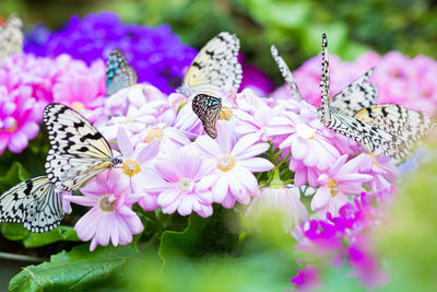 Close-up of butterfly pollinating on purple flower