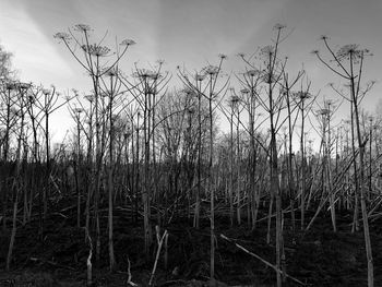 Bare trees on field against sky
