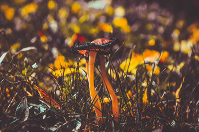 Close-up of mushroom growing on field