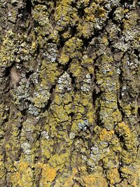 Full frame shot of tree trunk