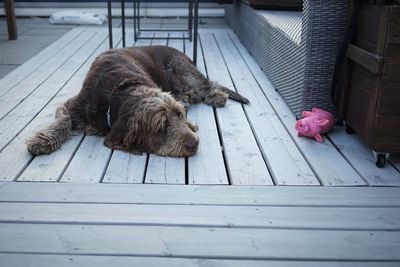 Dog resting on footpath