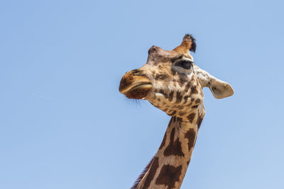 Low angle view of giraffe