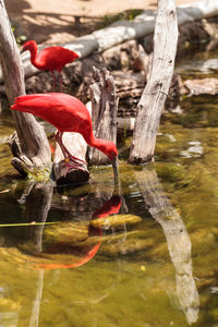 Close-up of scarlet ibis by lake